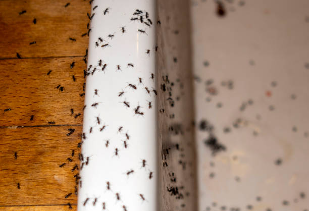 Best Pest Inspection Near Me  in North Hills, NY
