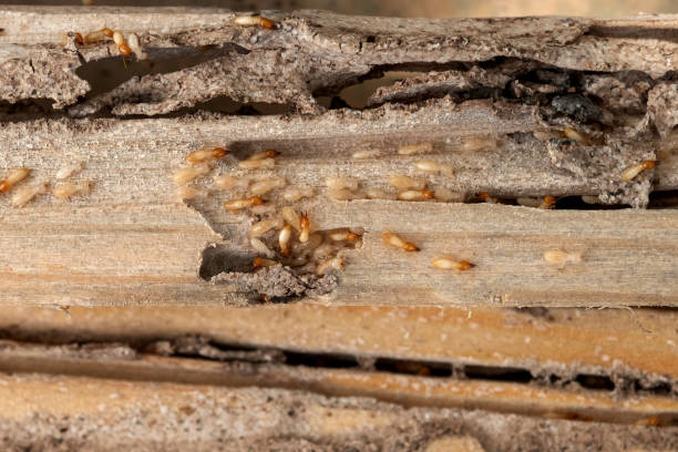Best Wasp Removal Services  in North Hills, NY